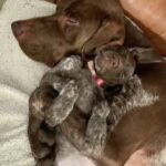 Trova una cagnolina tremante sul ciglio della strada: a casa teme la gelosia del suo cane, ma accade tutt’altro