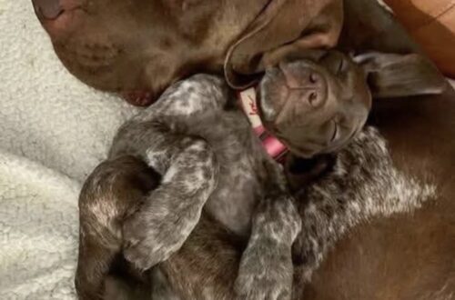 Trova una cagnolina tremante sul ciglio della strada: a casa teme la gelosia del suo cane, ma accade tutt’altro La piccola viene portata al sicuro. L’incontro con il cane di casa trasforma subito il timore della donna in una sorpresa. Era sola sul ciglio della strada, tremava per il freddo e aveva l’aspetto di una piccola palla di pelo. La donna che l’ha trovata ha deciso subito di prenderla con sé e portarla al sicuro. Durante il viaggio verso casa, però, è arrivata una preoccupazione concreta. Ad aspettarla c’era il suo cane, compagno di tanti anni, e non sapeva come avrebbe reagito alla presenza improvvisa di un altro animale. La donna temeva gelosia, distanza o qualche segnale di insofferenza. Quando è entrata in casa con la cagnolina tra le braccia, ha quindi osservato con attenzione il primo incontro. Il cane si è avvicinato lentamente e l’ha annusata. Non ha ringhiato né si è allontanato. Poco dopo si è sdraiato accanto alla nuova arrivata, mentre la piccola si rannicchiava tra le sue zampe. Quella prima sera ha anticipato ciò che sarebbe successo nei giorni successivi. I due hanno iniziato a trascorrere sempre più tempo insieme e, secondo la donna, sono diventati inseparabili. La cagnolina dorme accanto al cane più grande, gioca con i suoi oggetti e lo segue nella vita quotidiana della casa. Lui, dal canto suo, le permette di avvicinarsi ai suoi giochi e resta spesso vicino a lei.