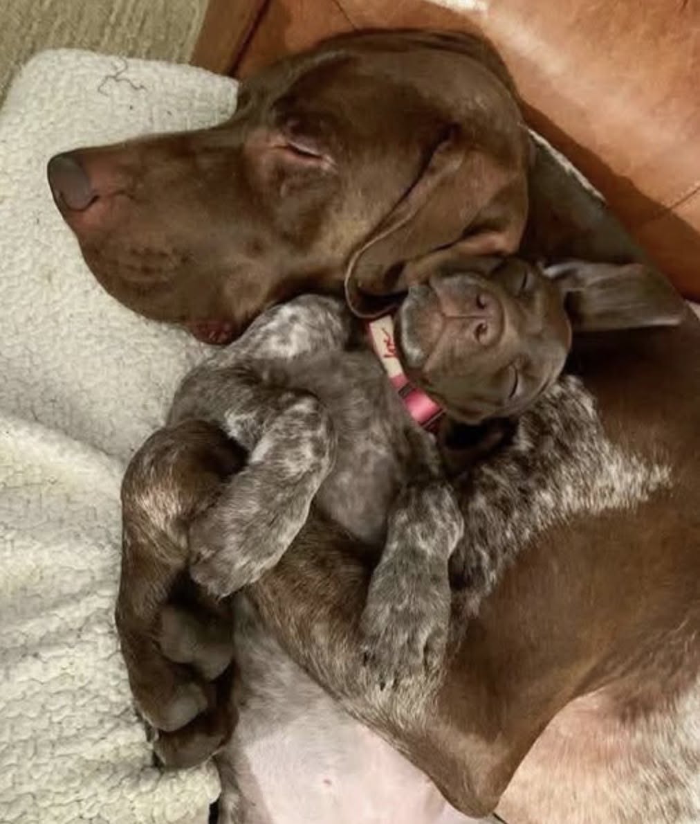 Trova una cagnolina tremante sul ciglio della strada: a casa teme la gelosia del suo cane, ma accade tutt’altro La piccola viene portata al sicuro. L’incontro con il cane di casa trasforma subito il timore della donna in una sorpresa. Era sola sul ciglio della strada, tremava per il freddo e aveva l’aspetto di una piccola palla di pelo. La donna che l’ha trovata ha deciso subito di prenderla con sé e portarla al sicuro. Durante il viaggio verso casa, però, è arrivata una preoccupazione concreta. Ad aspettarla c’era il suo cane, compagno di tanti anni, e non sapeva come avrebbe reagito alla presenza improvvisa di un altro animale. La donna temeva gelosia, distanza o qualche segnale di insofferenza. Quando è entrata in casa con la cagnolina tra le braccia, ha quindi osservato con attenzione il primo incontro. Il cane si è avvicinato lentamente e l’ha annusata. Non ha ringhiato né si è allontanato. Poco dopo si è sdraiato accanto alla nuova arrivata, mentre la piccola si rannicchiava tra le sue zampe. Quella prima sera ha anticipato ciò che sarebbe successo nei giorni successivi. I due hanno iniziato a trascorrere sempre più tempo insieme e, secondo la donna, sono diventati inseparabili. La cagnolina dorme accanto al cane più grande, gioca con i suoi oggetti e lo segue nella vita quotidiana della casa. Lui, dal canto suo, le permette di avvicinarsi ai suoi giochi e resta spesso vicino a lei.