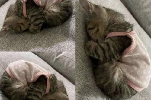 Luna tremava in un angolo del rifugio: pochi giorni dopo dorme al sicuro Trovata sola in una scatola sotto la pioggia, la gattina è stata adottata. Nella sua nuova casa comincia a riposare tranquilla. Luna era rannicchiata in un angolo del rifugio. Tremava, ma non miagolava. È così che l’ha vista la persona che, pochi giorni fa, ha deciso di adottarla. Al rifugio le hanno raccontato che la gattina era stata trovata da sola, dentro una scatola lasciata sotto la pioggia. Di ciò che le era accaduto prima non vengono forniti altri dettagli. C’erano, però, quel silenzio e il modo in cui restava raccolta su sé stessa, senza cercare di attirare l’attenzione. La persona che l’ha portata a casa le ha fatto una promessa: «Mai più paura, mai più freddo, mai più abbandono». Per Luna, da quel momento, sono arrivati una casa e qualcuno disposto a prendersi cura di lei. Sono passati soltanto pochi giorni dall’adozione. È troppo presto per sapere come cambierà il suo carattere o quanto tempo le servirà per prendere confidenza con la nuova vita. Chi l’ha accolta, però, vede già una differenza rispetto a quella prima immagine al rifugio. Oggi Luna dorme tranquilla, avvolta in un maglioncino rosa.