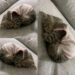 Luna tremava in un angolo del rifugio: pochi giorni dopo dorme al sicuro Trovata sola in una scatola sotto la pioggia, la gattina è stata adottata. Nella sua nuova casa comincia a riposare tranquilla. Luna era rannicchiata in un angolo del rifugio. Tremava, ma non miagolava. È così che l’ha vista la persona che, pochi giorni fa, ha deciso di adottarla. Al rifugio le hanno raccontato che la gattina era stata trovata da sola, dentro una scatola lasciata sotto la pioggia. Di ciò che le era accaduto prima non vengono forniti altri dettagli. C’erano, però, quel silenzio e il modo in cui restava raccolta su sé stessa, senza cercare di attirare l’attenzione. La persona che l’ha portata a casa le ha fatto una promessa: «Mai più paura, mai più freddo, mai più abbandono». Per Luna, da quel momento, sono arrivati una casa e qualcuno disposto a prendersi cura di lei. Sono passati soltanto pochi giorni dall’adozione. È troppo presto per sapere come cambierà il suo carattere o quanto tempo le servirà per prendere confidenza con la nuova vita. Chi l’ha accolta, però, vede già una differenza rispetto a quella prima immagine al rifugio. Oggi Luna dorme tranquilla, avvolta in un maglioncino rosa.