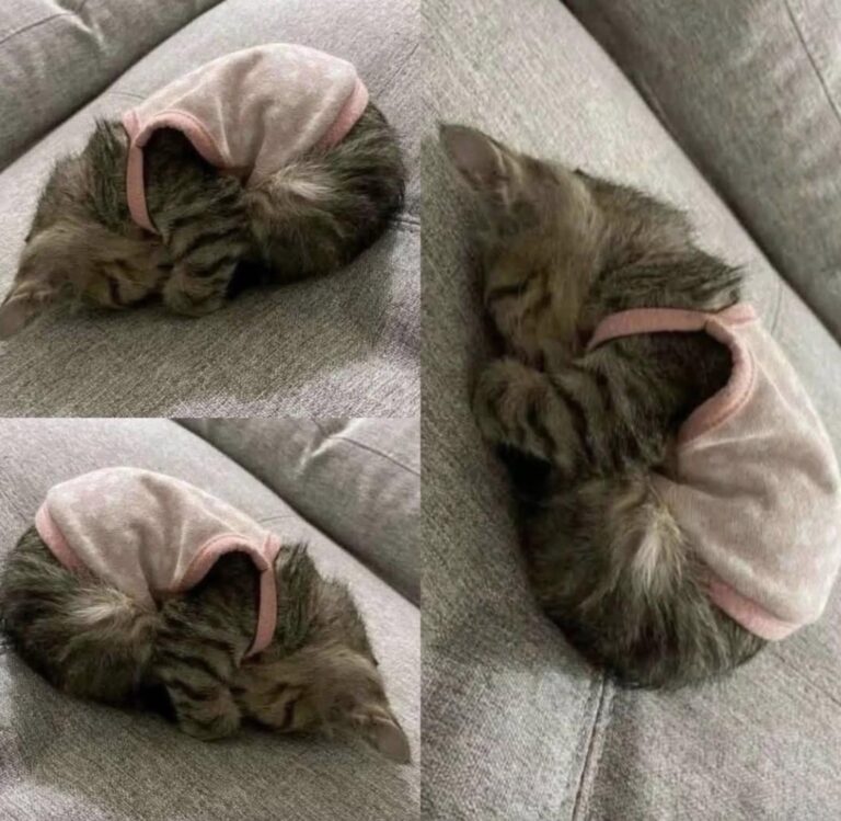 Luna tremava in un angolo del rifugio: pochi giorni dopo dorme al sicuro Trovata sola in una scatola sotto la pioggia, la gattina è stata adottata. Nella sua nuova casa comincia a riposare tranquilla. Luna era rannicchiata in un angolo del rifugio. Tremava, ma non miagolava. È così che l’ha vista la persona che, pochi giorni fa, ha deciso di adottarla. Al rifugio le hanno raccontato che la gattina era stata trovata da sola, dentro una scatola lasciata sotto la pioggia. Di ciò che le era accaduto prima non vengono forniti altri dettagli. C’erano, però, quel silenzio e il modo in cui restava raccolta su sé stessa, senza cercare di attirare l’attenzione. La persona che l’ha portata a casa le ha fatto una promessa: «Mai più paura, mai più freddo, mai più abbandono». Per Luna, da quel momento, sono arrivati una casa e qualcuno disposto a prendersi cura di lei. Sono passati soltanto pochi giorni dall’adozione. È troppo presto per sapere come cambierà il suo carattere o quanto tempo le servirà per prendere confidenza con la nuova vita. Chi l’ha accolta, però, vede già una differenza rispetto a quella prima immagine al rifugio. Oggi Luna dorme tranquilla, avvolta in un maglioncino rosa.