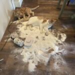 Adotta un secondo gatto per fare compagnia al primo: al ritorno trova una sorpresa tutta bianca