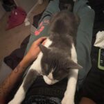“Ho perso mia madre ma ho guadagnato un migliore amico”, il legame inatteso con il suo gatto
