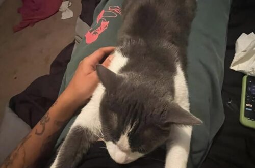 Temeva di non riuscire a occuparsi del felino, legato alla madre da sette anni. Nella nuova casa, però, il loro rapporto cambia.