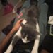 Temeva di non riuscire a occuparsi del felino, legato alla madre da sette anni. Nella nuova casa, però, il loro rapporto cambia.