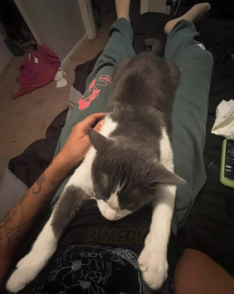 Temeva di non riuscire a occuparsi del felino, legato alla madre da sette anni. Nella nuova casa, però, il loro rapporto cambia.