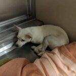 Ha un cuscino accanto, ma il cane trovato tra i rifiuti dorme ancora contro il muro