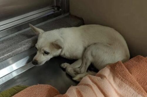 Ha un cuscino accanto, ma il cane trovato tra i rifiuti dorme ancora contro il muro Dopo averlo raccolto dalla strada, chi lo accoglie osserva la sua difficoltà a rilassarsi e sceglie di lasciargli tutto il tempo necessario. Il cuscino è proprio accanto a lui, eppure il cane si sdraia contro il muro. Anche nella casa che lo ha accolto continua a sussultare ai rumori e a ritrarsi davanti ai movimenti. Chi lo ha portato lì lo vede tenere gli occhi aperti nonostante la stanchezza e aspetta, senza cercare di forzare il contatto. Il loro incontro è avvenuto per strada. Il cane era rannicchiato tra due sacchi della spazzatura, con le costole visibili e lo sguardo fisso. Quando una persona si è fermata davanti a lui, non ha tentato di scappare. È rimasto immobile anche quando questa si è accovacciata e gli ha teso una mano. A quel punto, la persona lo ha avvolto lentamente in una coperta. Il cane si è lasciato prendere, e dalla strada è arrivato in casa. L’intenzione di chi lo ha soccorso era offrirgli un posto dove riposare, senza pretendere in cambio una risposta affettuosa o un avvicinamento immediato. La nuova sistemazione, però, non ha cancellato quei comportamenti. Il cane resta accostato alla parete e si volta quando sente dei passi. Per chi vive con lui, sono segnali di una paura che richiede ancora pazienza. «Non conto i giorni. Non voglio imporgli un tempo», spiega la persona che lo ha accolto. Il cuscino rimane a disposizione, mentre il cane continua a riposare vicino al muro. Chi se ne prende cura ha scelto di lasciargli decidere quando avvicinarsi.