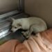 Ha un cuscino accanto, ma il cane trovato tra i rifiuti dorme ancora contro il muro Dopo averlo raccolto dalla strada, chi lo accoglie osserva la sua difficoltà a rilassarsi e sceglie di lasciargli tutto il tempo necessario. Il cuscino è proprio accanto a lui, eppure il cane si sdraia contro il muro. Anche nella casa che lo ha accolto continua a sussultare ai rumori e a ritrarsi davanti ai movimenti. Chi lo ha portato lì lo vede tenere gli occhi aperti nonostante la stanchezza e aspetta, senza cercare di forzare il contatto. Il loro incontro è avvenuto per strada. Il cane era rannicchiato tra due sacchi della spazzatura, con le costole visibili e lo sguardo fisso. Quando una persona si è fermata davanti a lui, non ha tentato di scappare. È rimasto immobile anche quando questa si è accovacciata e gli ha teso una mano. A quel punto, la persona lo ha avvolto lentamente in una coperta. Il cane si è lasciato prendere, e dalla strada è arrivato in casa. L’intenzione di chi lo ha soccorso era offrirgli un posto dove riposare, senza pretendere in cambio una risposta affettuosa o un avvicinamento immediato. La nuova sistemazione, però, non ha cancellato quei comportamenti. Il cane resta accostato alla parete e si volta quando sente dei passi. Per chi vive con lui, sono segnali di una paura che richiede ancora pazienza. «Non conto i giorni. Non voglio imporgli un tempo», spiega la persona che lo ha accolto. Il cuscino rimane a disposizione, mentre il cane continua a riposare vicino al muro. Chi se ne prende cura ha scelto di lasciargli decidere quando avvicinarsi.