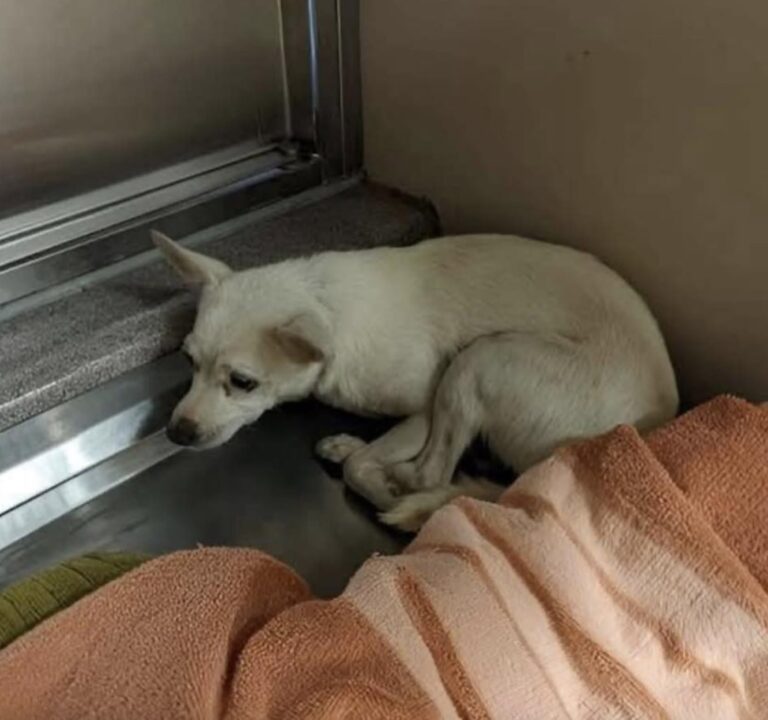 Ha un cuscino accanto, ma il cane trovato tra i rifiuti dorme ancora contro il muro Dopo averlo raccolto dalla strada, chi lo accoglie osserva la sua difficoltà a rilassarsi e sceglie di lasciargli tutto il tempo necessario. Il cuscino è proprio accanto a lui, eppure il cane si sdraia contro il muro. Anche nella casa che lo ha accolto continua a sussultare ai rumori e a ritrarsi davanti ai movimenti. Chi lo ha portato lì lo vede tenere gli occhi aperti nonostante la stanchezza e aspetta, senza cercare di forzare il contatto. Il loro incontro è avvenuto per strada. Il cane era rannicchiato tra due sacchi della spazzatura, con le costole visibili e lo sguardo fisso. Quando una persona si è fermata davanti a lui, non ha tentato di scappare. È rimasto immobile anche quando questa si è accovacciata e gli ha teso una mano. A quel punto, la persona lo ha avvolto lentamente in una coperta. Il cane si è lasciato prendere, e dalla strada è arrivato in casa. L’intenzione di chi lo ha soccorso era offrirgli un posto dove riposare, senza pretendere in cambio una risposta affettuosa o un avvicinamento immediato. La nuova sistemazione, però, non ha cancellato quei comportamenti. Il cane resta accostato alla parete e si volta quando sente dei passi. Per chi vive con lui, sono segnali di una paura che richiede ancora pazienza. «Non conto i giorni. Non voglio imporgli un tempo», spiega la persona che lo ha accolto. Il cuscino rimane a disposizione, mentre il cane continua a riposare vicino al muro. Chi se ne prende cura ha scelto di lasciargli decidere quando avvicinarsi.