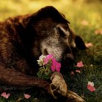 “Grazie per essere rimasta”: Emma stringe la sua cagnolina Luna nell’erba