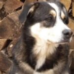 Era incatenato a un albero, poi un temporale spezza tutto: Rosco fugge e si rifugia nel garage della vicina