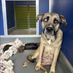 Lei tende la mano, il cane esita: l’adozione comincia con un piccolo passo
