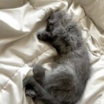 Il gattino trema dietro un cassonetto: poche ore dopo dorme nella sua prima casa
