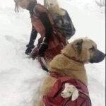 La capra partorisce sulla montagna ghiacciata: la pastorella porta la madre sulle spalle e il cane trasporta il piccolo
