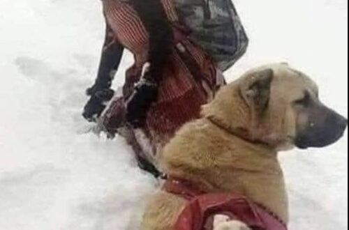 La capra partorisce sulla montagna ghiacciata: la pastorella porta la madre sulle spalle e il cane trasporta il piccolo La scena, immortalata da un fotografo turco, mostra il tentativo di mettere in salvo madre e capretto dopo il parto sulla neve. La capra aveva appena partorito su una montagna coperta di ghiaccio e neve. In quelle condizioni, madre e piccolo rischiavano di restare esposti al freddo, così una giovane pastorella del villaggio vicino è intervenuta per portarli al sicuro. La ragazza ha preso la capra sulle proprie spalle e ha iniziato il percorso verso una zona più riparata. Accanto a lei c’era anche il suo cane, che ha partecipato al recupero in un modo insolito. Mentre la pastorella trasportava la madre, il capretto è stato sistemato sulla schiena del cane. L’animale ha così accompagnato la ragazza lungo il tragitto, portando con sé il piccolo appena nato. La scena è stata fotografata da un fotografo turco e ha attirato l’attenzione proprio per la semplicità del gesto: da una parte la giovane con la capra sulle spalle, dall’altra il cane con il capretto adagiato sul dorso. Non vengono forniti ulteriori dettagli sul luogo preciso, sulla durata del tragitto o sulle condizioni successive degli animali. L’immagine documenta però il momento in cui la pastorella e il suo cane stanno cercando di allontanare madre e piccolo dalla montagna ghiacciata dopo il parto. L’ultimo sviluppo conosciuto è quindi quello mostrato nella fotografia: la capra e il suo cucciolo vengono trasportati insieme verso un luogo più sicuro, ciascuno affidato a un soccorritore diverso.