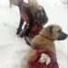 La capra partorisce sulla montagna ghiacciata: la pastorella porta la madre sulle spalle e il cane trasporta il piccolo La scena, immortalata da un fotografo turco, mostra il tentativo di mettere in salvo madre e capretto dopo il parto sulla neve. La capra aveva appena partorito su una montagna coperta di ghiaccio e neve. In quelle condizioni, madre e piccolo rischiavano di restare esposti al freddo, così una giovane pastorella del villaggio vicino è intervenuta per portarli al sicuro. La ragazza ha preso la capra sulle proprie spalle e ha iniziato il percorso verso una zona più riparata. Accanto a lei c’era anche il suo cane, che ha partecipato al recupero in un modo insolito. Mentre la pastorella trasportava la madre, il capretto è stato sistemato sulla schiena del cane. L’animale ha così accompagnato la ragazza lungo il tragitto, portando con sé il piccolo appena nato. La scena è stata fotografata da un fotografo turco e ha attirato l’attenzione proprio per la semplicità del gesto: da una parte la giovane con la capra sulle spalle, dall’altra il cane con il capretto adagiato sul dorso. Non vengono forniti ulteriori dettagli sul luogo preciso, sulla durata del tragitto o sulle condizioni successive degli animali. L’immagine documenta però il momento in cui la pastorella e il suo cane stanno cercando di allontanare madre e piccolo dalla montagna ghiacciata dopo il parto. L’ultimo sviluppo conosciuto è quindi quello mostrato nella fotografia: la capra e il suo cucciolo vengono trasportati insieme verso un luogo più sicuro, ciascuno affidato a un soccorritore diverso.