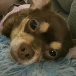 Coco resta dal veterinario per la notte: la telefonata spezza sette anni insieme