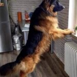 Perché si piange così tanto per un cane? La risposta è nei gesti di ogni giorno