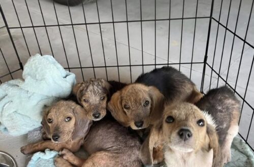 Un uomo li trova rannicchiati in una coperta sporca e li porta a casa. Sono magrissimi e uno di loro fatica a respirare.