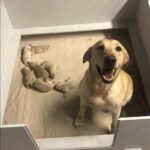 Trova una cagnolina con i cuccioli sotto un albero e li porta a casa tutti insieme