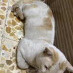 Il gatto di strada entra di corsa in casa e dorme fino a sera: torna da una settimana