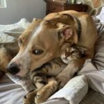 La gatta si nascondeva dal cane, poi una sera si è sdraiata vicino a lui