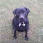 Un gruppo di uomini la segue nel parco: Mollie si mette davanti alla proprietaria e inizia a ringhiare