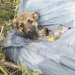 Un sacco si muove nell’erba: dentro c’è un cagnolino, ma dietro di lui si nasconde un gattino