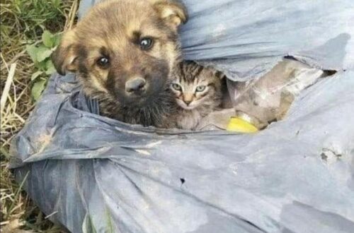Un sacco si muove nell’erba: dentro c’è un cagnolino, ma dietro di lui si nasconde un gattino Una persona uscita per gettare la spazzatura trova due animali in un sacco nero al sole. Il più piccolo è rannicchiato contro il cane. Il sacco nero era accanto all’erba alta, esposto al sole. A farlo notare era stato un movimento: qualcosa, dentro quella plastica, si era mosso proprio mentre una persona passava per portare fuori la spazzatura. All’inizio, racconta chi li ha trovati, sembrava potesse essere soltanto carta spostata dal vento. Avvicinandosi, però, aveva visto un cagnolino. Era fermo, con le orecchie abbassate, e guardava verso di lui. Non era solo. Subito dietro, rannicchiato contro la sua schiena, c’era un gattino. Rimaneva silenzioso e immobile, parzialmente nascosto dal corpo del cane. Il sacco era aperto e i due animali non erano legati. Non c’erano biglietti né indicazioni che aiutassero a capire come fossero arrivati lì. Chi racconta interpreta il ritrovamento come un abbandono, ma non riferisce di aver visto qualcuno lasciarli. A colpirlo, più di ogni altra cosa, era stata la posizione del cagnolino: stava davanti al gatto, tenendolo alle proprie spalle. Nel racconto quel comportamento viene descritto come un gesto di protezione. Non è noto da quanto tempo i due fossero insieme o quale fosse il loro passato. La persona non li ha lasciati nel sacco. Li ha presi entrambi, esprimendo il desiderio che possano avere una sistemazione sicura senza essere separati. La testimonianza non riporta ancora un’adozione o aggiornamenti successivi: si conclude con il cagnolino e il gattino portati via insieme dal luogo del ritrovamento.