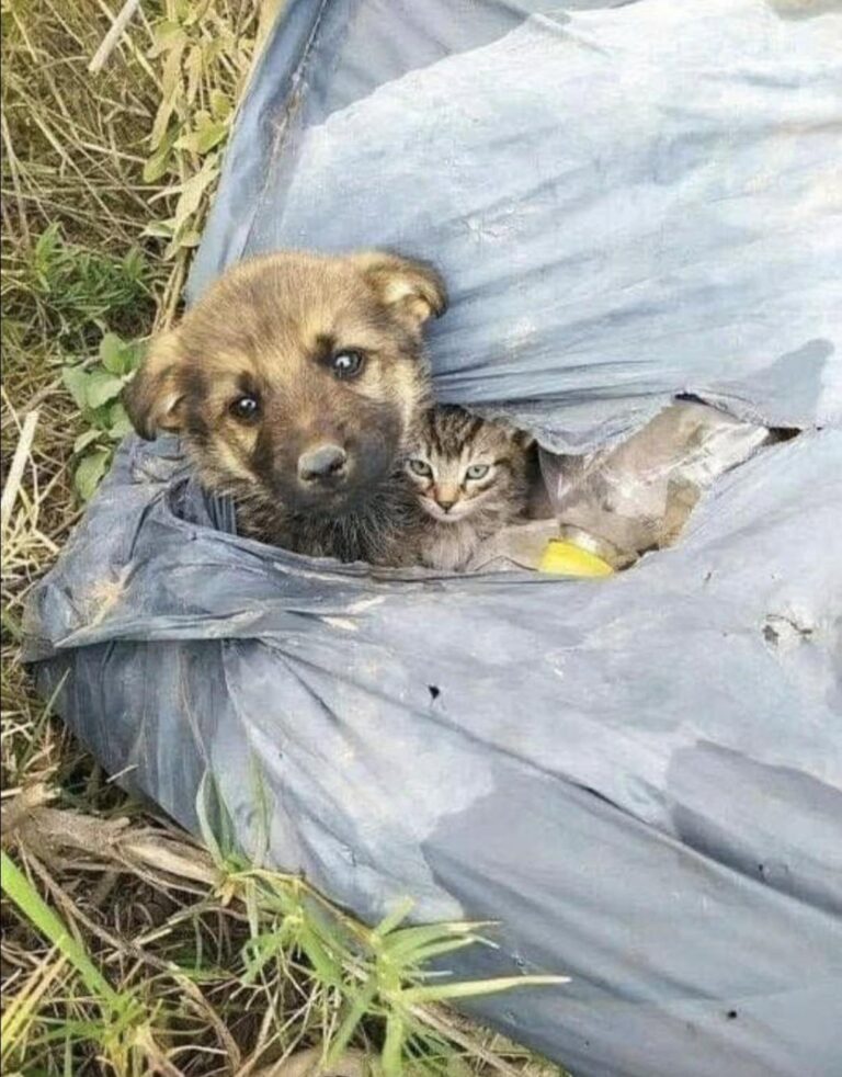 Un sacco si muove nell’erba: dentro c’è un cagnolino, ma dietro di lui si nasconde un gattino Una persona uscita per gettare la spazzatura trova due animali in un sacco nero al sole. Il più piccolo è rannicchiato contro il cane. Il sacco nero era accanto all’erba alta, esposto al sole. A farlo notare era stato un movimento: qualcosa, dentro quella plastica, si era mosso proprio mentre una persona passava per portare fuori la spazzatura. All’inizio, racconta chi li ha trovati, sembrava potesse essere soltanto carta spostata dal vento. Avvicinandosi, però, aveva visto un cagnolino. Era fermo, con le orecchie abbassate, e guardava verso di lui. Non era solo. Subito dietro, rannicchiato contro la sua schiena, c’era un gattino. Rimaneva silenzioso e immobile, parzialmente nascosto dal corpo del cane. Il sacco era aperto e i due animali non erano legati. Non c’erano biglietti né indicazioni che aiutassero a capire come fossero arrivati lì. Chi racconta interpreta il ritrovamento come un abbandono, ma non riferisce di aver visto qualcuno lasciarli. A colpirlo, più di ogni altra cosa, era stata la posizione del cagnolino: stava davanti al gatto, tenendolo alle proprie spalle. Nel racconto quel comportamento viene descritto come un gesto di protezione. Non è noto da quanto tempo i due fossero insieme o quale fosse il loro passato. La persona non li ha lasciati nel sacco. Li ha presi entrambi, esprimendo il desiderio che possano avere una sistemazione sicura senza essere separati. La testimonianza non riporta ancora un’adozione o aggiornamenti successivi: si conclude con il cagnolino e il gattino portati via insieme dal luogo del ritrovamento.
