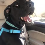 Dopo la perdita della loro cagnolina, al rifugio incontrano un cane che non le lascia andare