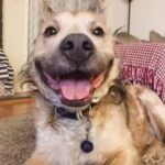 Va al rifugio per una donazione e adotta il cane lasciato perché «troppo vecchio»