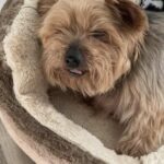 Adotta un cane pensando che abbia 8 anni, poi scopre che Syd ne ha 12 e mezzo
