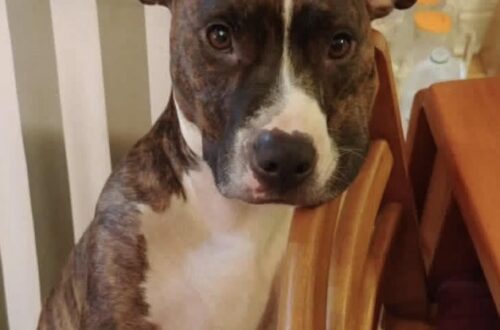Teri decide di seguire la cagnolina fino a un’abitazione. All’interno c’è un uomo a terra, impossibilitato a chiedere aiuto.