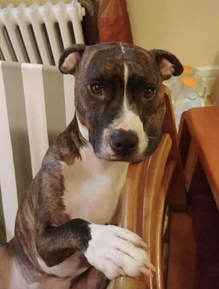 Teri decide di seguire la cagnolina fino a un’abitazione. All’interno c’è un uomo a terra, impossibilitato a chiedere aiuto.