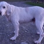 Casper ha sette anni, ama le coccole e passeggia tranquillo: eppure nessuno ha chiesto di lui