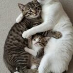 Hanno avuto un solo cucciolo e non lo lasciano mai solo: i due cani restano sempre stretti accanto a lui