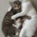 Hanno avuto un solo cucciolo e non lo lasciano mai solo: i due cani restano sempre stretti accanto a lui Il piccolo è l’unico nato della coppia. Madre e padre gli restano vicini, formando una piccola famiglia inseparabile. È un cucciolo unico, letteralmente. I suoi genitori hanno avuto soltanto lui e, da quando è nato, lo tengono costantemente vicino, stretto tra i loro corpi. Nelle immagini che raccontano la loro quotidianità, i tre cani appaiono spesso accoccolati insieme. Il piccolo resta al centro, mentre i due adulti gli stanno accanto, quasi a formare attorno a lui una barriera fatta di presenza e calore. Non vengono forniti dettagli sulla razza, sul luogo in cui vivono o sulle circostanze della nascita. Ciò che emerge, però, è il comportamento dei due genitori nei confronti dell’unico cucciolo: non si allontanano quasi mai e condividono con lui i momenti di riposo. Il piccolo cresce quindi circondato dalla presenza di entrambi. Non ci sono fratelli con cui dividere lo spazio o le attenzioni e tutta la cura della coppia si concentra su di lui. La scena più significativa resta quella dei tre animali stretti insieme. Il cucciolo si rannicchia tra i due adulti, mentre loro continuano a restargli accanto. L’ultimo aggiornamento disponibile mostra ancora la stessa situazione: una famiglia composta da tre cani, con un solo cucciolo che cresce tra i suoi genitori e trascorre con loro gran parte del tempo.
