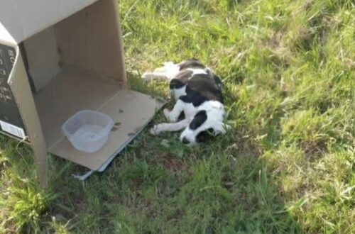 Solo accanto a una scatola, sotto il sole, il piccolo cane riceve soccorso. Dopo le prime cure, comincia a muovere la coda e giocare. Il cucciolo resta immobile anche quando qualcuno si avvicina. È sdraiato sul ciglio della strada, sotto un sole cocente, accanto a una scatola malridotta e a una ciotola vuota. Ha le costole in evidenza e respira lentamente. Chi lo trova si ferma e posa piano una mano sul suo corpo: soltanto allora avverte un fremito, accompagnato da un piccolo sospiro. Quel contatto precede il soccorso. La persona lo prende in braccio, colpita da quanto sia leggero, e decide di portarlo via da lì. Gli dà anche un nome, Chance, per quella seconda possibilità che vuole offrirgli dopo averlo trovato solo in quelle condizioni. Il cucciolo arriva d’urgenza dal veterinario. Chi lo ha soccorso riferisce che è disidratato, affamato e pieno di parassiti. Riceve un primo trattamento, una coperta calda e del cibo, che mangia con voracità. Alle preoccupazioni del ritrovamento si aggiungono così i primi gesti concreti per aiutarlo a riprendersi. Nei giorni successivi, la persona che si occupa di lui osserva piccoli cambiamenti: Chance apre maggiormente gli occhi, comincia a muovere la coda e torna a giocare, con movimenti ancora goffi. Sono progressi graduali, dopo l’immobilità di quel primo incontro sulla strada. Ora Chance ha un letto e una casa che lo accoglie, mentre una famiglia definitiva resta il prossimo passo auspicato da chi lo ha salvato. Intanto, nelle sue giornate hanno trovato spazio il riposo, le attenzioni e quei primi giochi che ha ricominciato a fare dopo le cure.