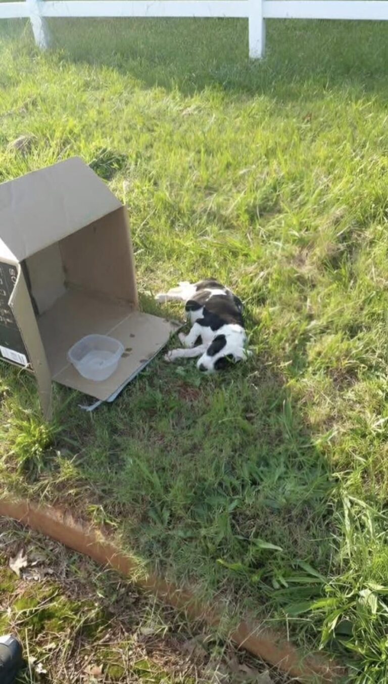 Solo accanto a una scatola, sotto il sole, il piccolo cane riceve soccorso. Dopo le prime cure, comincia a muovere la coda e giocare. Il cucciolo resta immobile anche quando qualcuno si avvicina. È sdraiato sul ciglio della strada, sotto un sole cocente, accanto a una scatola malridotta e a una ciotola vuota. Ha le costole in evidenza e respira lentamente. Chi lo trova si ferma e posa piano una mano sul suo corpo: soltanto allora avverte un fremito, accompagnato da un piccolo sospiro. Quel contatto precede il soccorso. La persona lo prende in braccio, colpita da quanto sia leggero, e decide di portarlo via da lì. Gli dà anche un nome, Chance, per quella seconda possibilità che vuole offrirgli dopo averlo trovato solo in quelle condizioni. Il cucciolo arriva d’urgenza dal veterinario. Chi lo ha soccorso riferisce che è disidratato, affamato e pieno di parassiti. Riceve un primo trattamento, una coperta calda e del cibo, che mangia con voracità. Alle preoccupazioni del ritrovamento si aggiungono così i primi gesti concreti per aiutarlo a riprendersi. Nei giorni successivi, la persona che si occupa di lui osserva piccoli cambiamenti: Chance apre maggiormente gli occhi, comincia a muovere la coda e torna a giocare, con movimenti ancora goffi. Sono progressi graduali, dopo l’immobilità di quel primo incontro sulla strada. Ora Chance ha un letto e una casa che lo accoglie, mentre una famiglia definitiva resta il prossimo passo auspicato da chi lo ha salvato. Intanto, nelle sue giornate hanno trovato spazio il riposo, le attenzioni e quei primi giochi che ha ricominciato a fare dopo le cure.