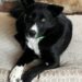 Roger torna al rifugio per tre volte: alla fine ad adottarlo è la famiglia che lo aveva sempre accolto Dopo l’ennesimo rientro, il cane ritrova i suoi affidatari. Questa volta, però, non tornano per un nuovo stallo: lo adottano definitivamente. Roger era già tornato al rifugio tre volte. Ogni adozione si era conclusa con un rientro e, secondo i volontari, senza che il cane avesse responsabilità per quanto accaduto. Proprio per questo il rifugio aveva scelto di non raccontare subito la sua storia. Dopo tanti tentativi falliti, i volontari volevano essere certi che la sistemazione successiva fosse davvero quella definitiva. L’ultimo ritorno era stato particolarmente difficile. Quando il precedente adottante lo aveva riportato indietro, Roger aveva pianto. Anche il volontario che lo accompagnava si era commosso mentre aspettavano l’arrivo della famiglia affidataria che già in passato lo aveva accolto dopo altri rientri. Poi quella stessa famiglia è entrata di nuovo nel rifugio. Roger li ha riconosciuti immediatamente. Secondo quanto raccontato dai volontari, ha iniziato a piangere e vocalizzare, passando continuamente da uno all’altro e riempiendoli di baci. Questa volta, però, non erano tornati semplicemente per portarlo nuovamente in affido. La coppia ha deciso di adottarlo. Dopo tre ritorni al rifugio e diversi periodi trascorsi con loro, Roger resterà definitivamente con le persone che lo avevano già accolto ogni volta che le precedenti adozioni non avevano funzionato. Per il rifugio è l’ultimo aggiornamento atteso da tempo: Roger non dovrà più aspettare una nuova famiglia. Quella che continuava a tornare a prenderlo è diventata ufficialmente la sua.