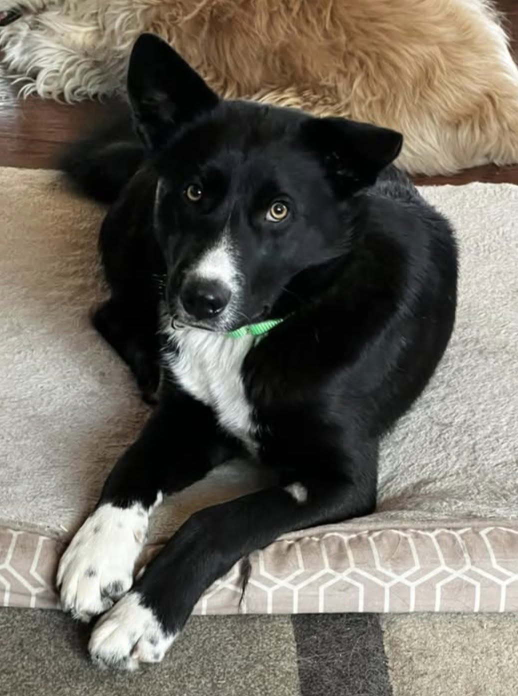 Roger torna al rifugio per tre volte: alla fine ad adottarlo è la famiglia che lo aveva sempre accolto Dopo l’ennesimo rientro, il cane ritrova i suoi affidatari. Questa volta, però, non tornano per un nuovo stallo: lo adottano definitivamente. Roger era già tornato al rifugio tre volte. Ogni adozione si era conclusa con un rientro e, secondo i volontari, senza che il cane avesse responsabilità per quanto accaduto. Proprio per questo il rifugio aveva scelto di non raccontare subito la sua storia. Dopo tanti tentativi falliti, i volontari volevano essere certi che la sistemazione successiva fosse davvero quella definitiva. L’ultimo ritorno era stato particolarmente difficile. Quando il precedente adottante lo aveva riportato indietro, Roger aveva pianto. Anche il volontario che lo accompagnava si era commosso mentre aspettavano l’arrivo della famiglia affidataria che già in passato lo aveva accolto dopo altri rientri. Poi quella stessa famiglia è entrata di nuovo nel rifugio. Roger li ha riconosciuti immediatamente. Secondo quanto raccontato dai volontari, ha iniziato a piangere e vocalizzare, passando continuamente da uno all’altro e riempiendoli di baci. Questa volta, però, non erano tornati semplicemente per portarlo nuovamente in affido. La coppia ha deciso di adottarlo. Dopo tre ritorni al rifugio e diversi periodi trascorsi con loro, Roger resterà definitivamente con le persone che lo avevano già accolto ogni volta che le precedenti adozioni non avevano funzionato. Per il rifugio è l’ultimo aggiornamento atteso da tempo: Roger non dovrà più aspettare una nuova famiglia. Quella che continuava a tornare a prenderlo è diventata ufficialmente la sua.