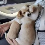 Vanno al rifugio per adottare una cucciola: quando vedono che non vuole separarsi dal fratello, li prendono entrambi