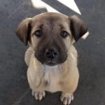 “Adottami”, l’appello per un cucciolo che vive solo per strada