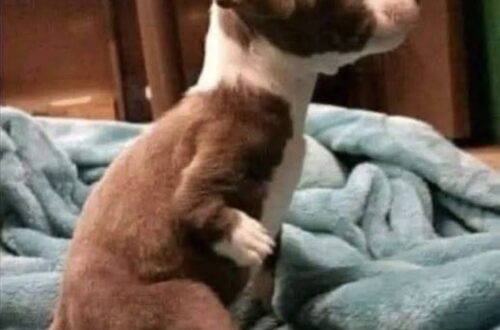 Il bambino sceglie proprio il cucciolo che non riesce a correre: il motivo sorprende il contadino Tra tutti i cuccioli disponibili, ne indica uno più piccolo e in difficoltà. Poi mostra al contadino il tutore che porta alla gamba. Un contadino aveva messo in vendita alcuni cuccioli quando un bambino si avvicinò chiedendo di poterli vedere. Aveva con sé soltanto 39 centesimi, ma l’uomo lo lasciò comunque avvicinare alla cuccia. Dolly, la madre, uscì seguita da quattro piccoli. Poco dopo, però, dalla cuccia comparve un altro cucciolo, più piccolo degli altri. Si muoveva con difficoltà e cercava di raggiungere i fratelli. Il bambino non ebbe dubbi: voleva proprio lui. Il contadino provò a spiegargli che quel cucciolo non avrebbe potuto correre e giocare come gli altri. A quel punto il bambino sollevò una gamba dei pantaloni e mostrò un tutore metallico collegato a una scarpa speciale. «Neanche io corro molto bene, e lui avrà bisogno di qualcuno che lo capisca», disse. La risposta cambiò completamente il momento. Il contadino prese il cucciolo e lo consegnò al bambino senza chiedergli denaro.