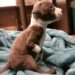 Il bambino sceglie proprio il cucciolo che non riesce a correre: il motivo sorprende il contadino Tra tutti i cuccioli disponibili, ne indica uno più piccolo e in difficoltà. Poi mostra al contadino il tutore che porta alla gamba. Un contadino aveva messo in vendita alcuni cuccioli quando un bambino si avvicinò chiedendo di poterli vedere. Aveva con sé soltanto 39 centesimi, ma l’uomo lo lasciò comunque avvicinare alla cuccia. Dolly, la madre, uscì seguita da quattro piccoli. Poco dopo, però, dalla cuccia comparve un altro cucciolo, più piccolo degli altri. Si muoveva con difficoltà e cercava di raggiungere i fratelli. Il bambino non ebbe dubbi: voleva proprio lui. Il contadino provò a spiegargli che quel cucciolo non avrebbe potuto correre e giocare come gli altri. A quel punto il bambino sollevò una gamba dei pantaloni e mostrò un tutore metallico collegato a una scarpa speciale. «Neanche io corro molto bene, e lui avrà bisogno di qualcuno che lo capisca», disse. La risposta cambiò completamente il momento. Il contadino prese il cucciolo e lo consegnò al bambino senza chiedergli denaro.