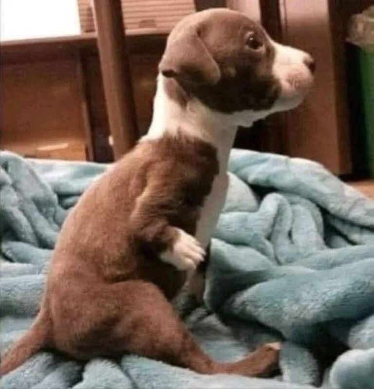 Il bambino sceglie proprio il cucciolo che non riesce a correre: il motivo sorprende il contadino Tra tutti i cuccioli disponibili, ne indica uno più piccolo e in difficoltà. Poi mostra al contadino il tutore che porta alla gamba. Un contadino aveva messo in vendita alcuni cuccioli quando un bambino si avvicinò chiedendo di poterli vedere. Aveva con sé soltanto 39 centesimi, ma l’uomo lo lasciò comunque avvicinare alla cuccia. Dolly, la madre, uscì seguita da quattro piccoli. Poco dopo, però, dalla cuccia comparve un altro cucciolo, più piccolo degli altri. Si muoveva con difficoltà e cercava di raggiungere i fratelli. Il bambino non ebbe dubbi: voleva proprio lui. Il contadino provò a spiegargli che quel cucciolo non avrebbe potuto correre e giocare come gli altri. A quel punto il bambino sollevò una gamba dei pantaloni e mostrò un tutore metallico collegato a una scarpa speciale. «Neanche io corro molto bene, e lui avrà bisogno di qualcuno che lo capisca», disse. La risposta cambiò completamente il momento. Il contadino prese il cucciolo e lo consegnò al bambino senza chiedergli denaro.