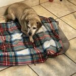 Dopo la perdita di Jerry, scelgono il cane più anziano del rifugio: Tubbby ha 14 anni